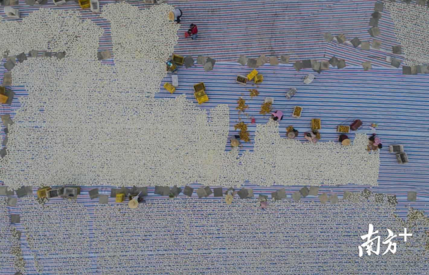 今日新鲜事:南边拍客看广东|一周精选 旭日金秋