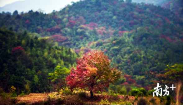 时事热点:大自然“打翻”了颜料盘!韶关始兴这座山头五彩斑斓