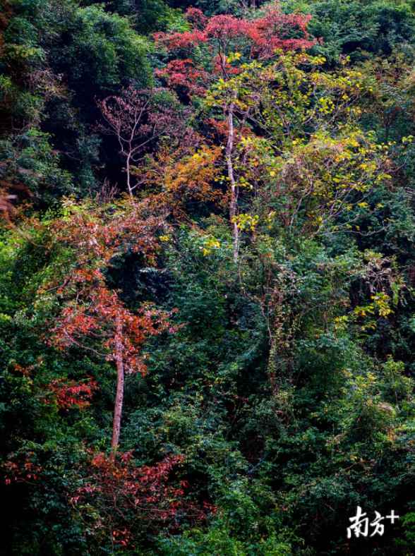 时事热点:大自然“打翻”了颜料盘!韶关始兴这座山头五彩斑斓