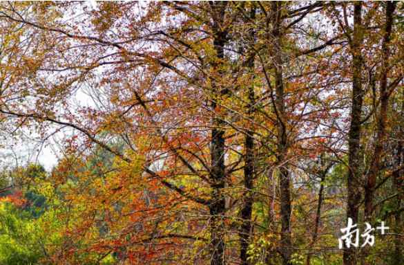 时事热点:大自然“打翻”了颜料盘!韶关始兴这座山头五彩斑斓