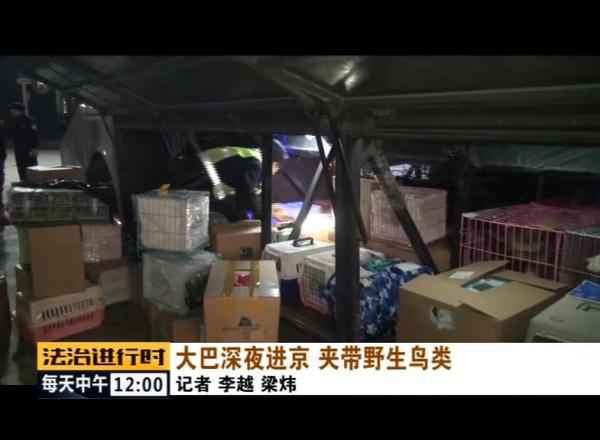  北京森林公安成功解救数百只野生候鸟！