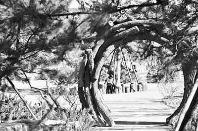 本年北京启动建树283公里都市绿道 本年北京启动建树283公里都市绿道