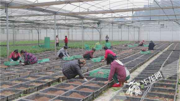 对口支援·情满三峡⑧|特色农业：大山深处“金窝窝” 土洋芋成大财富