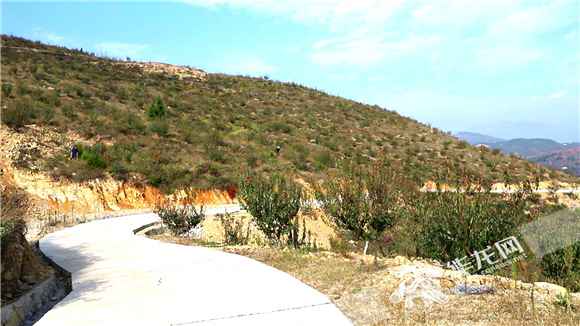 对口支援·情满三峡⑦|增收致富：库区佳果“摇钱树” 生态财富上新路