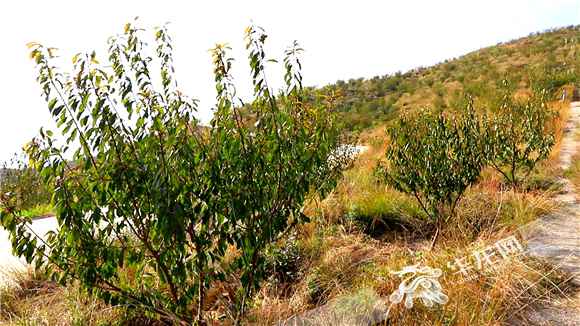 对口支援·情满三峡⑦|增收致富：库区佳果“摇钱树” 生态财富上新路