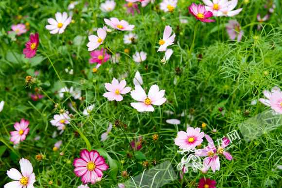 看结果·村子振兴都市晋升看亮点|到群众意见多的处所去破疑解难 重庆都市打点“马路办公”处事为民