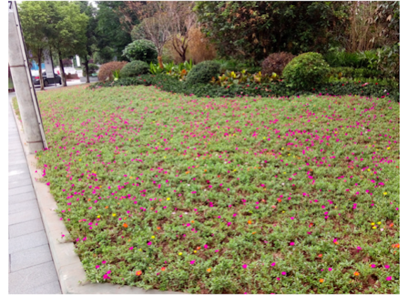 看结果·村子振兴都市晋升看亮点|到群众意见多的处所去破疑解难 重庆都市打点“马路办公”处事为民