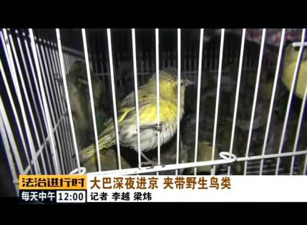 北京丛林公安乐成补救数百只野生候鸟! 北京丛林公安乐成补救数百只野生候鸟!