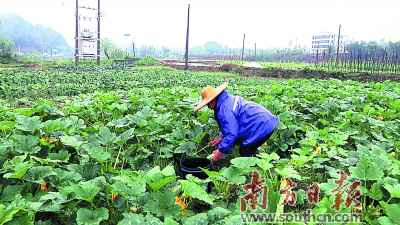 韶关仁化康溪村:每次可摘千斤优质蔬菜 供给粤港澳大湾区