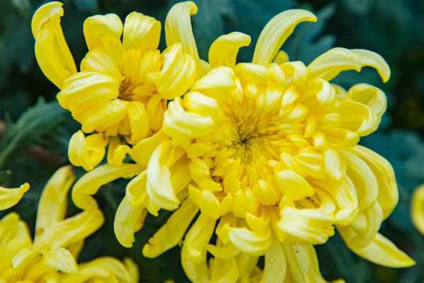 上海疫情期间可以扫墓吗?