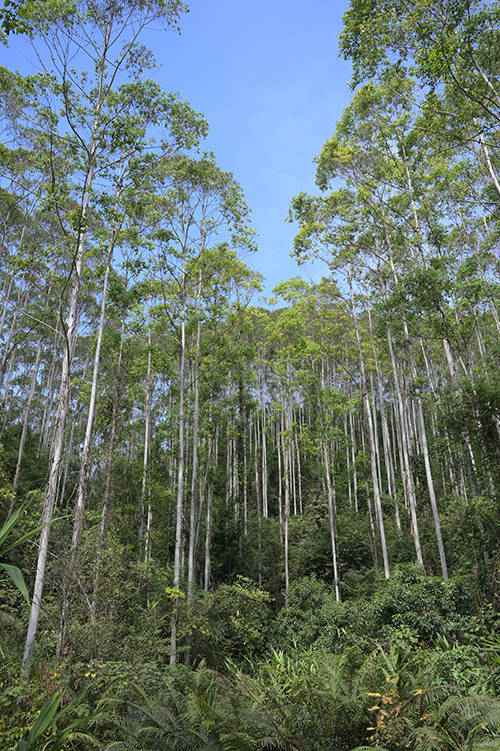 多图 | 山明水秀，叠彩锋岭——深度体验穿越广清徒步线路