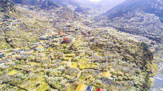 山东崂山：春和景明迎客来，仰口景区已开放