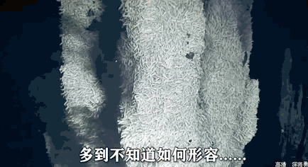 海底2000米的生物长啥样？“深海勇士”带你探秘→