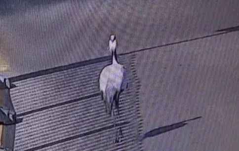 聚焦 | 现实版《老炮儿》!北京陌头惊现“仙鹤”! 聚焦 | 现实版《老炮儿》!北京陌头惊现“仙鹤”!