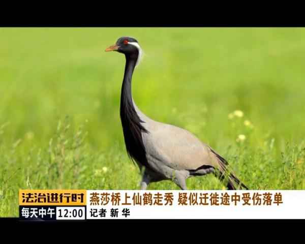 聚焦 | 现实版《老炮儿》!北京陌头惊现“仙鹤”! 聚焦 | 现实版《老炮儿》!北京陌头惊现“仙鹤”!