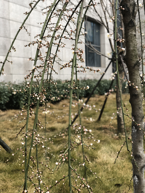 抗疫随队记者Vlog⑨|走出断绝病房，垂青庆援助湖北医疗队与病毒“过招”的日常