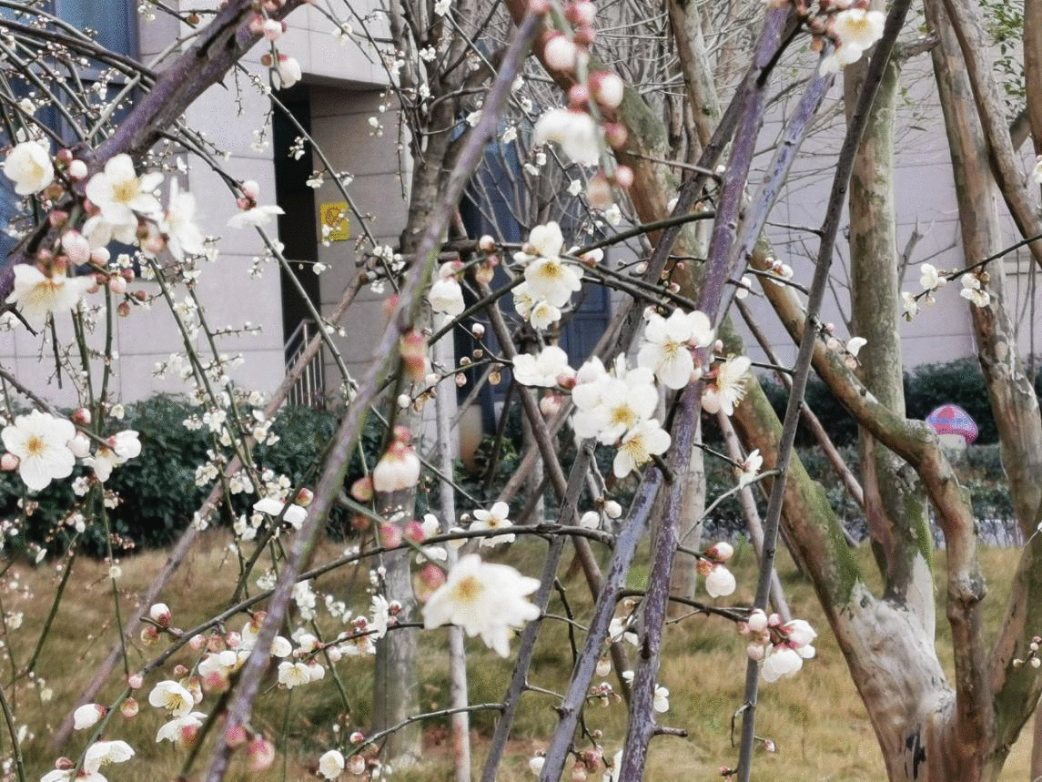 抗疫随队记者Vlog⑨|走出断绝病房，垂青庆援助湖北医疗队与病毒“过招”的日常