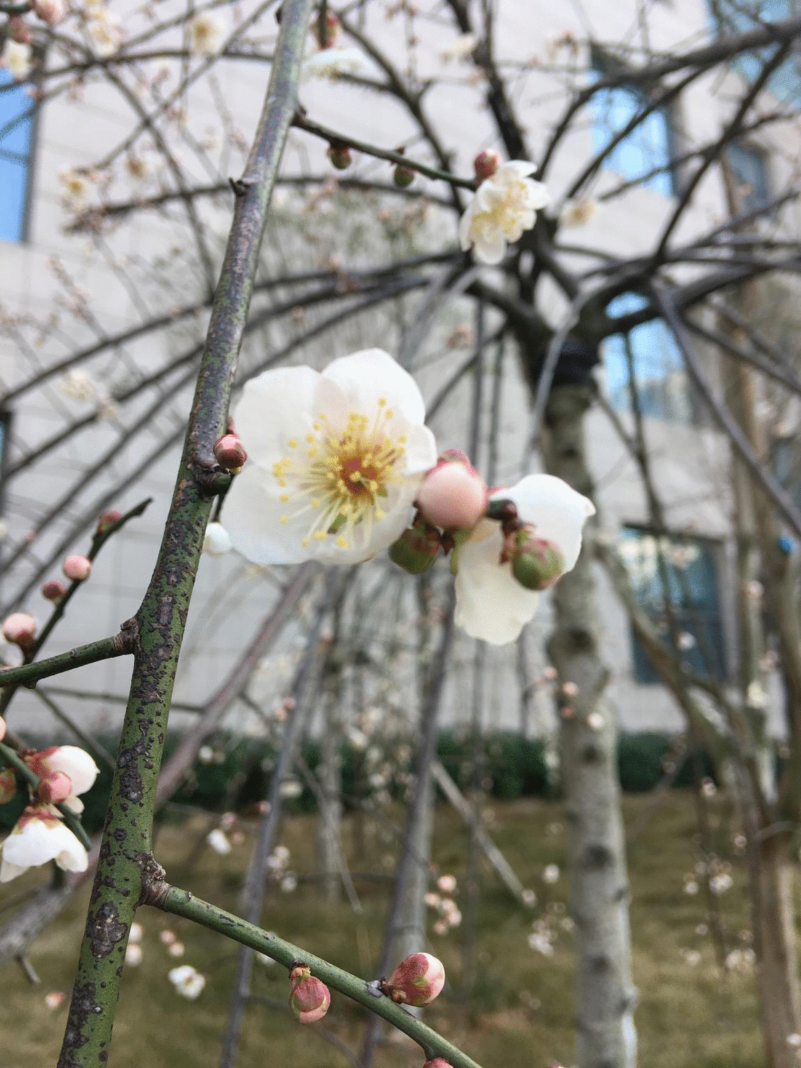 抗疫随队记者Vlog⑨|走出断绝病房，垂青庆援助湖北医疗队与病毒“过招”的日常