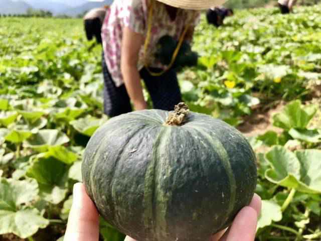 粤菜师傅SHOW·大家课|这道菜低脂营养又鲜味,三步秒会!