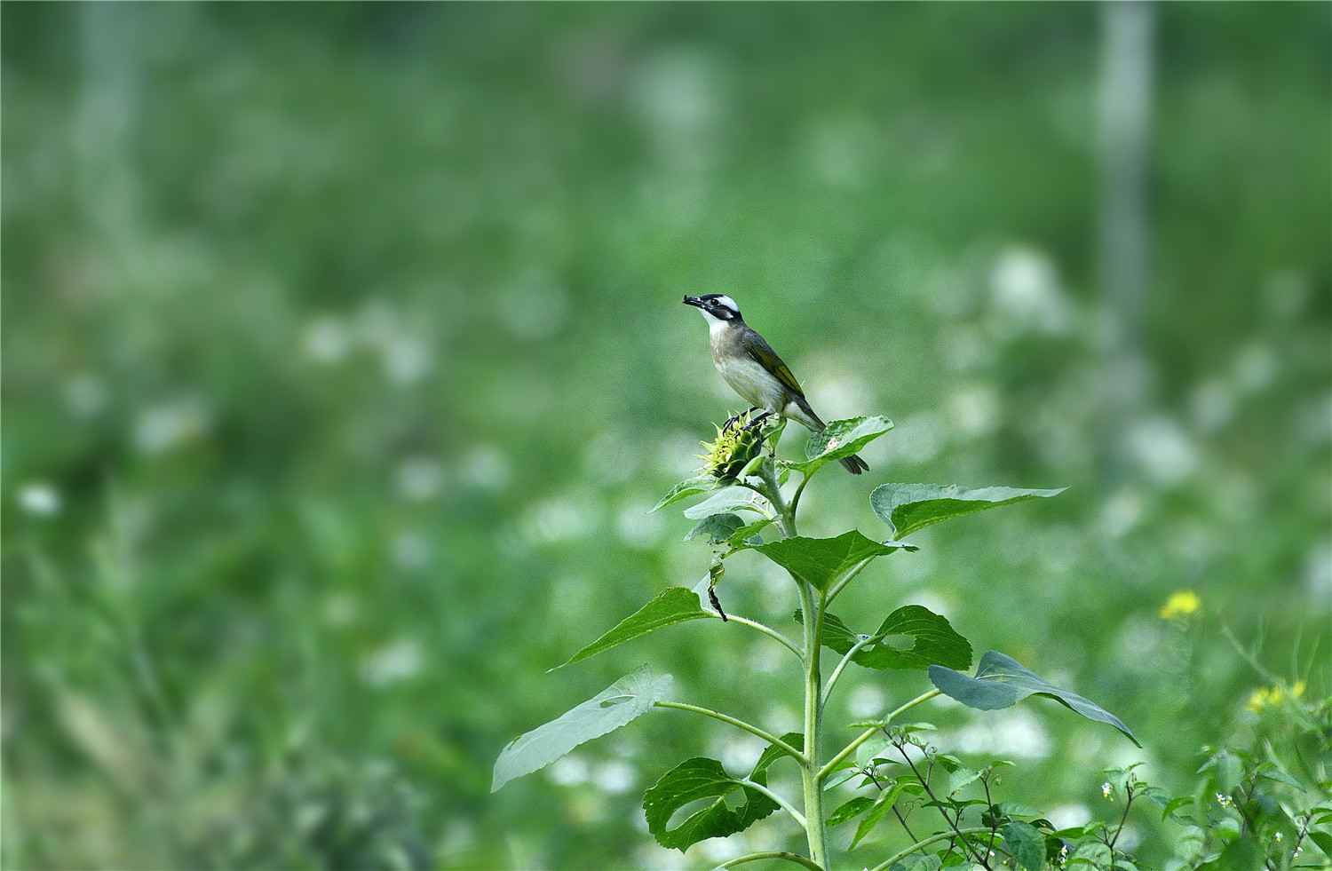 【大美广东】佛山翰林湖：蜂飞蝶舞 燕剪莺歌