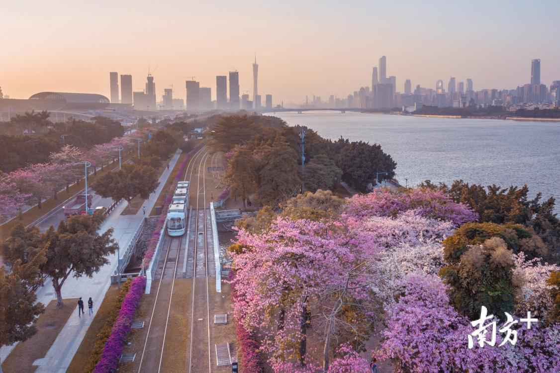 2019年进入最后一个月,广州琶洲的异木棉光辉灿烂盛开。ainyone 梁囧囧 摄 南边拍客看广东|一周精选 初心未改