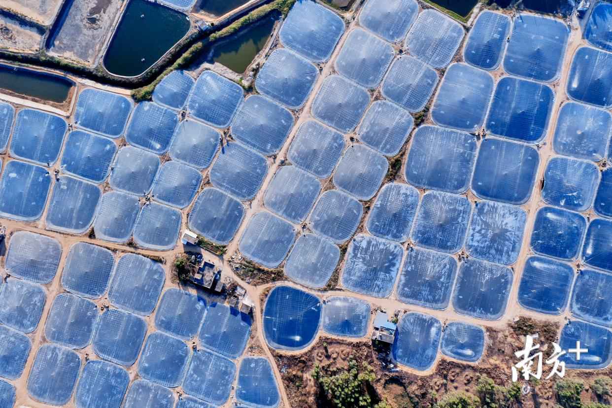 12月7日,强劲的冷氛围终于让阳江有了冬天的感受,连鱼塘也穿上了御寒的冬衣。刘正亮 摄 南边拍客看广东|一周精选 初心未改