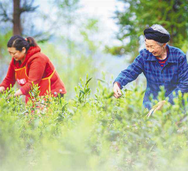 重庆出台6个方面22条助农增收法子 条条干货实打实 兴起农夫钱袋子