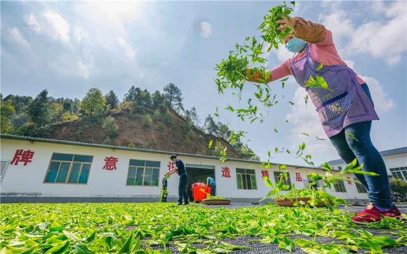 【模范气力】酝酿“重出江湖” 梅州蕉特茶从“芯”出发