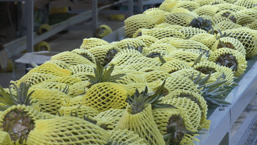 菠萝菠萝菠萝菠萝菠萝菠萝的海！