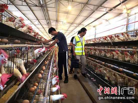 图为覃勇灵(左一)在查抄蛋鸡生蛋环境。李干金 摄 杨俊兴:从查看官到“第一书记”的脚色转换