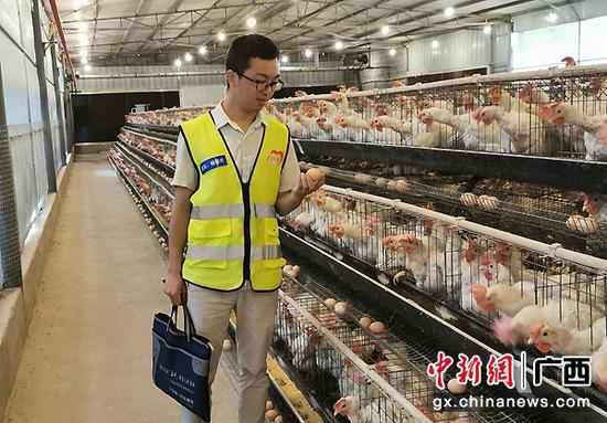 图为杨俊兴查察勇灵蛋鸡场环境。李干金摄 杨俊兴:从查看官到“第一书记”的脚色转换