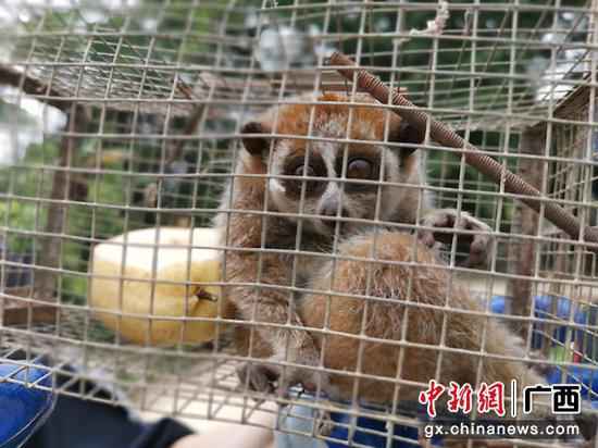 崇左领土民警持续救济国度一级野生掩护动物蜂猴