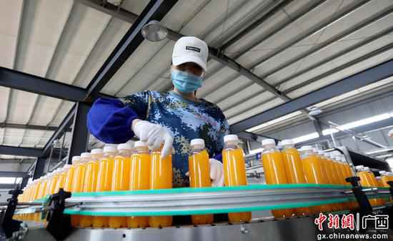 在广西融安县农产物加工暨粤桂扶贫协作财富园一家饮料出产企业的扶贫车间,工人在出产线上功课。覃庆和 摄 广西融安粤桂扶贫财富园区企业出产忙