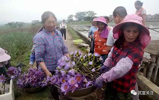 武宣县石耇村赵斌扬:“睡莲王国”的筑梦人
