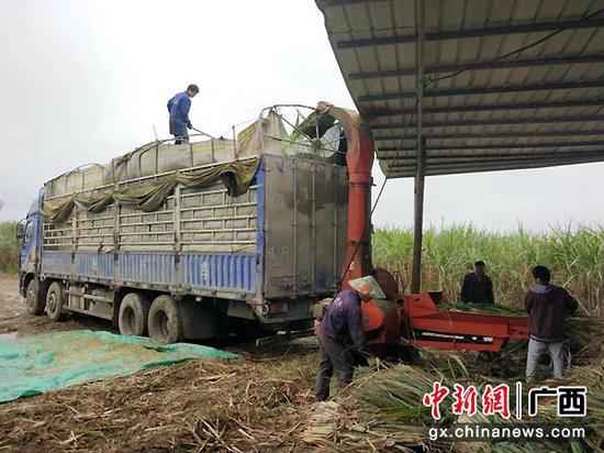 武宣县黄茆镇扶贫财富“牛”起来