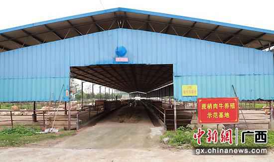 武宣县黄茆镇扶贫财富“牛”起来