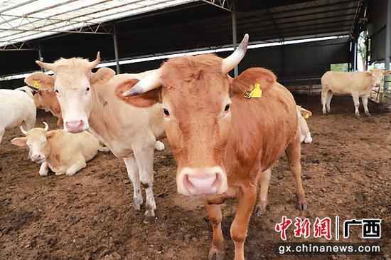 武宣县黄茆镇扶贫财富“牛”起来