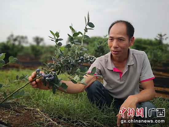 李干金 摄 武宣三里镇杏村村民陈海波:从摩修转型成长水果财富