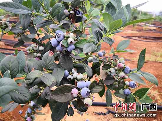 李干金 摄 武宣三里镇杏村村民陈海波:从摩修转型成长水果财富