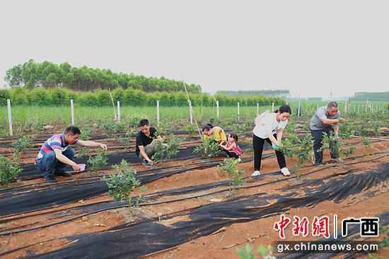 李干金 摄 武宣三里镇杏村村民陈海波:从摩修转型成长水果财富