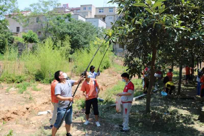 校园的枇杷熟啦——定远县凌晨学校枇杷采摘劳动实践见闻
