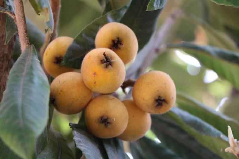 校园的枇杷熟啦——定远县凌晨学校枇杷采摘劳动实践见闻