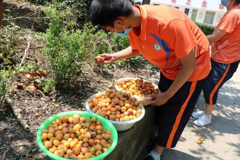 校园的枇杷熟啦——定远县凌晨学校枇杷采摘劳动实践见闻