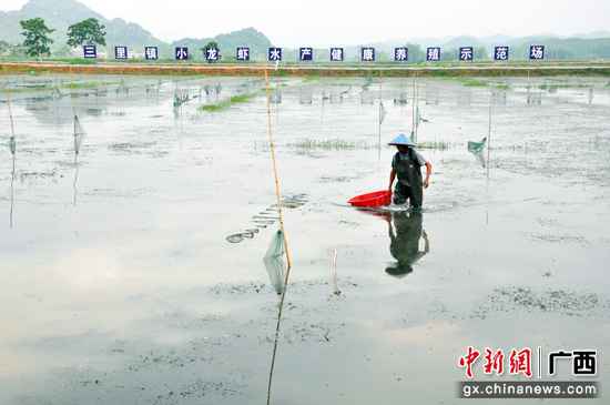 广西上林县成长高值渔养殖财富 拓宽农夫致富道路