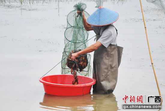 广西上林县成长高值渔养殖财富 拓宽农夫致富道路