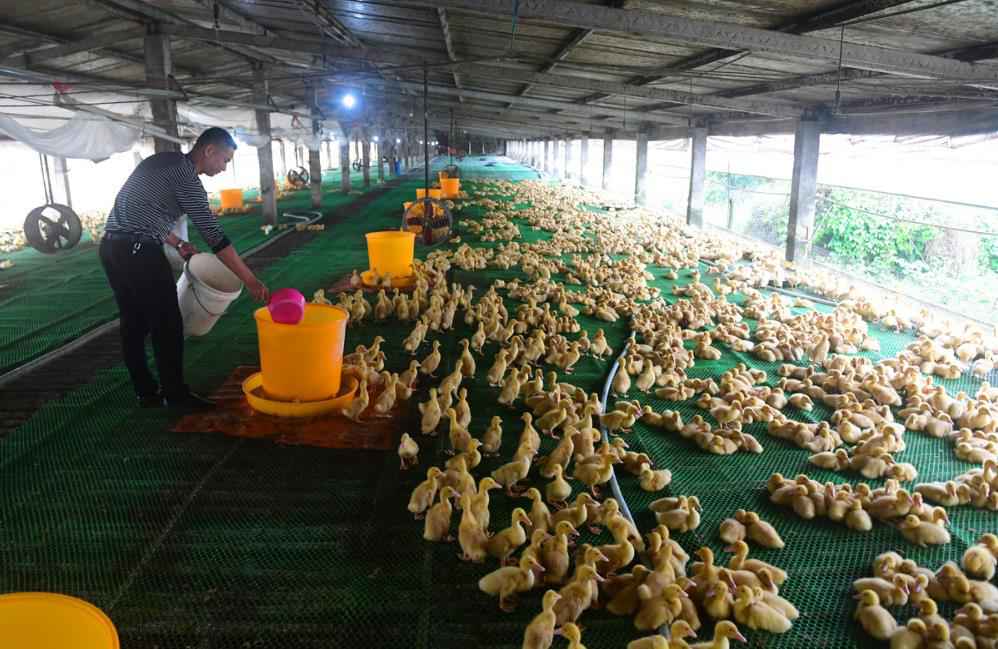 【脱贫攻坚】“水禽旱养”在阳江悄然鼓起