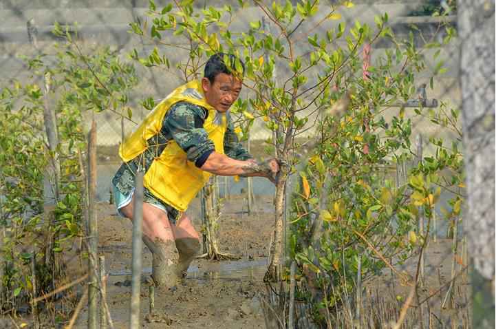 【大美广东】汕头牛田洋红树林景观带：全省最长的“海上绿色长城”
