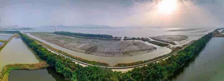 【大美广东】汕头牛田洋红树林景观带：全省最长的“海上绿色长城”