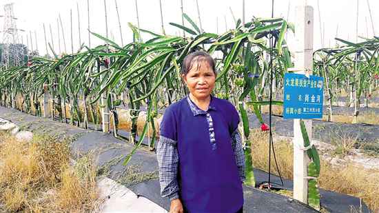 【脱贫攻坚】火龙果红了 日子也红火了