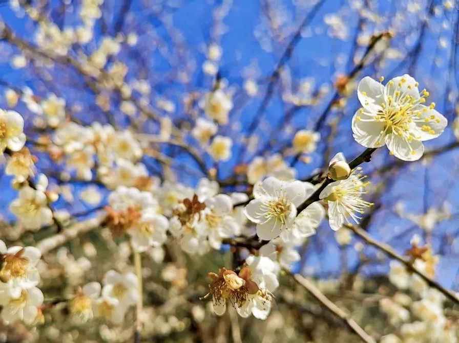 【岭南影象】揭阳揭西：西坑香雪海，坪上绿云烟